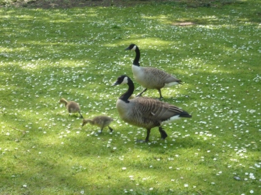 Canadian Geese plus spawn...